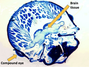 Stained thin-section through the head capsule of a dampwood termite, showing eye and brain structures that were measured for this study. Sean O'Donnell, Drexel University