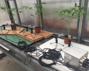 Photo of tomato plants being recorded in a greenhouse.