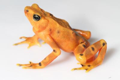 <i>Atelopus varius</i> 2