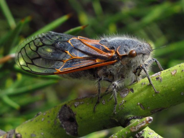 Chilean Cicada