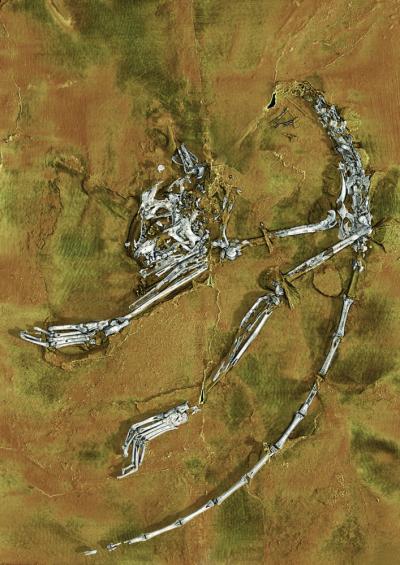 3-D Representation of Earliest Primate Fossil