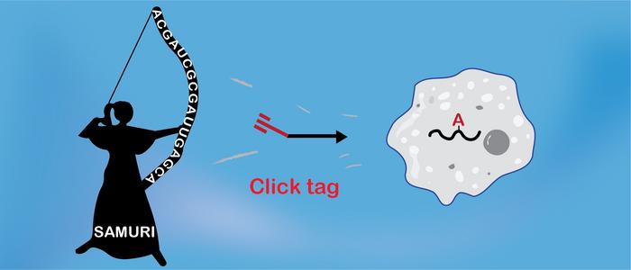 SAMURI, a new Ribozyme