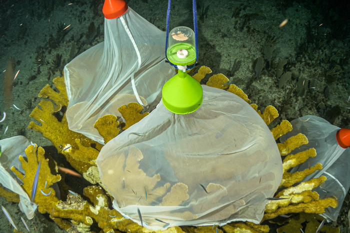 Collecting coral spawn