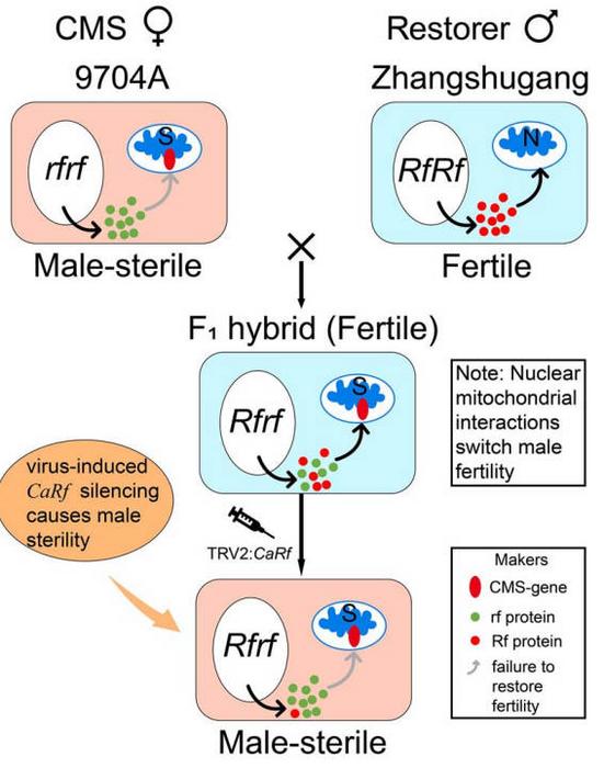 Proposed model illustrating the functional validation mechanism for fertility restorer genes in three-line hybrid seed production using F1 (9704A × Zhangshugang) hybrids.