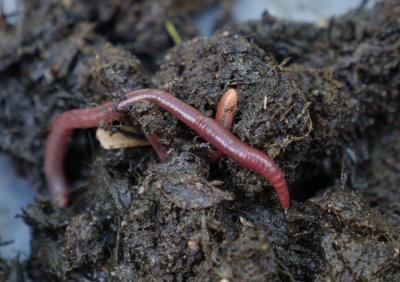 Earthworms (3 of 3)