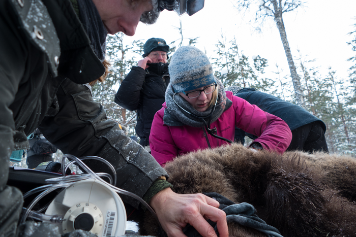 Researchers work with a hibernating brown bear. Copyright: Tobias Petzold, Ludwig-Maximilians University Munich