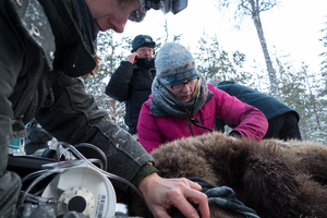 Researchers work with a hibernating brown bear. Copyright: Tobias Petzold, Ludwig-Maximilians University Munich