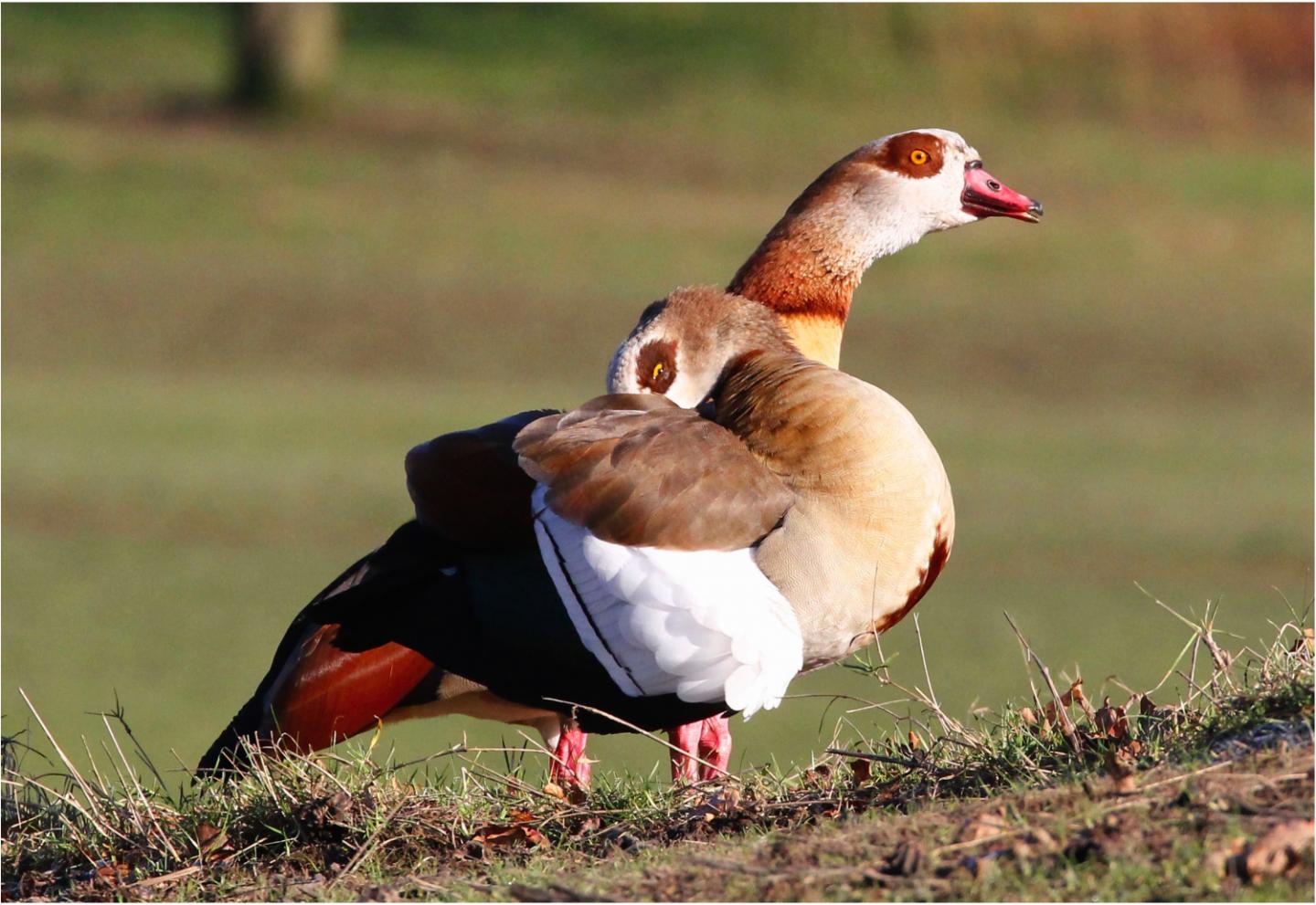 Egyptian goose