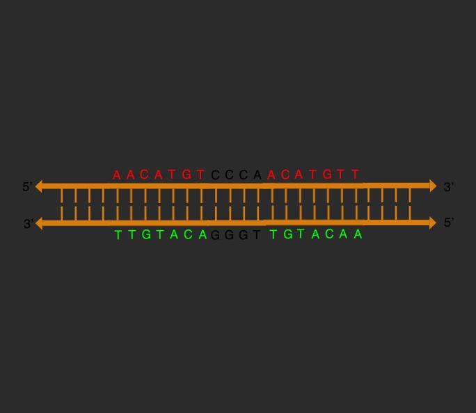 Animation Showing Transition of Linear DNA to Cruciform State