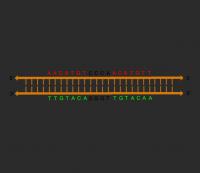 Animation Showing Transition of Linear DNA to Cruciform State