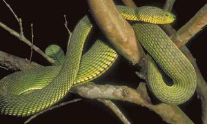 A specimen of Trimeresurus ayeyarwadyensis