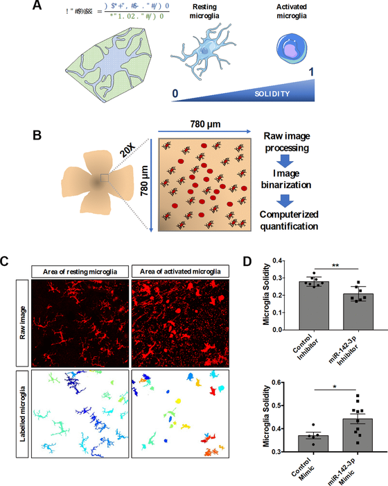 Figure 4. MiR-142-3p influences microglia cell activation state in vivo