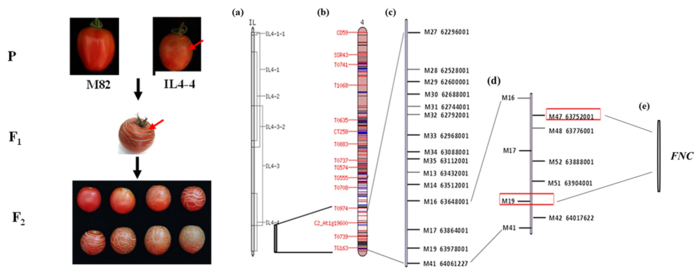 A novel fruit ‘netted-cracking’ (FNC) phenotype was discovered in tomato