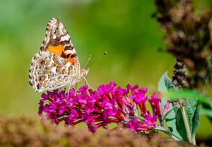 Australian painted lady (Vanessa kershawi)