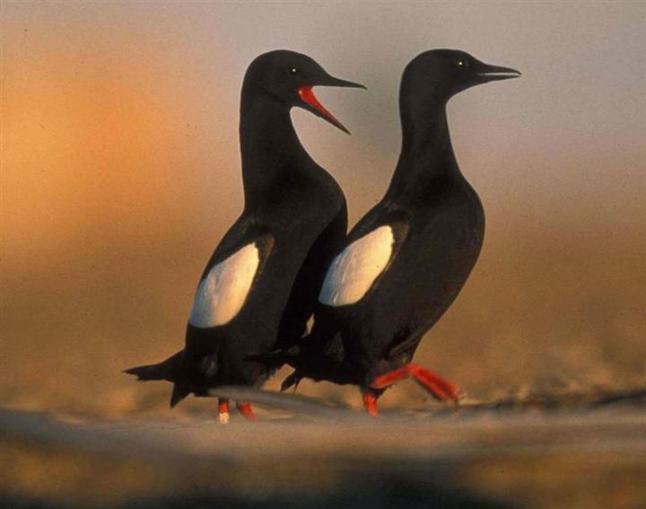 Black Guillemots