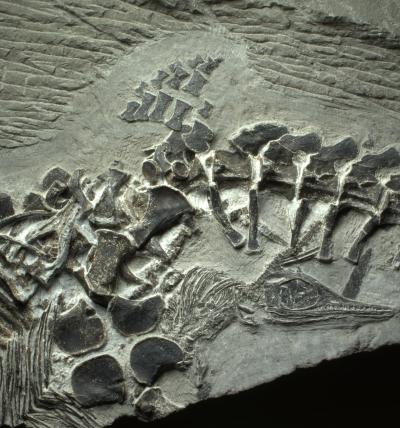 Ichthyosaur Maternal Specimen with 3 Embryos