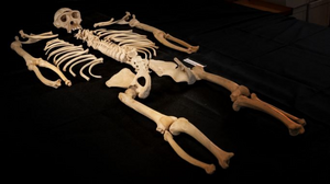 Skeleton of chimpanzee named Tschego