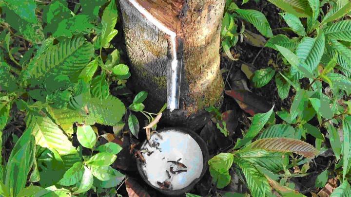 Rubber Latex <em>Hevea brasiliensis</em>