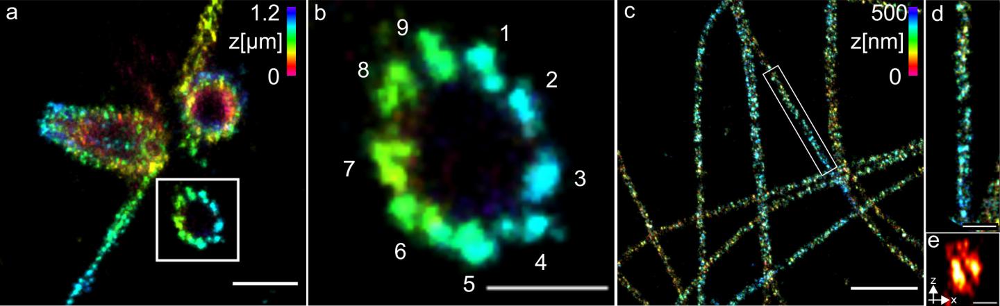 Super-Resolution Microscopy of Tubulin Structures