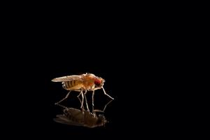 Drosophila, better known as the fruit fly