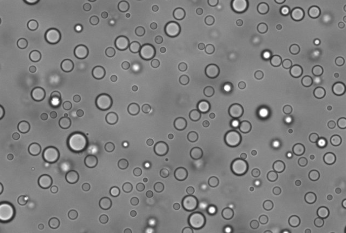 Viscoelastic protein-RNA droplets