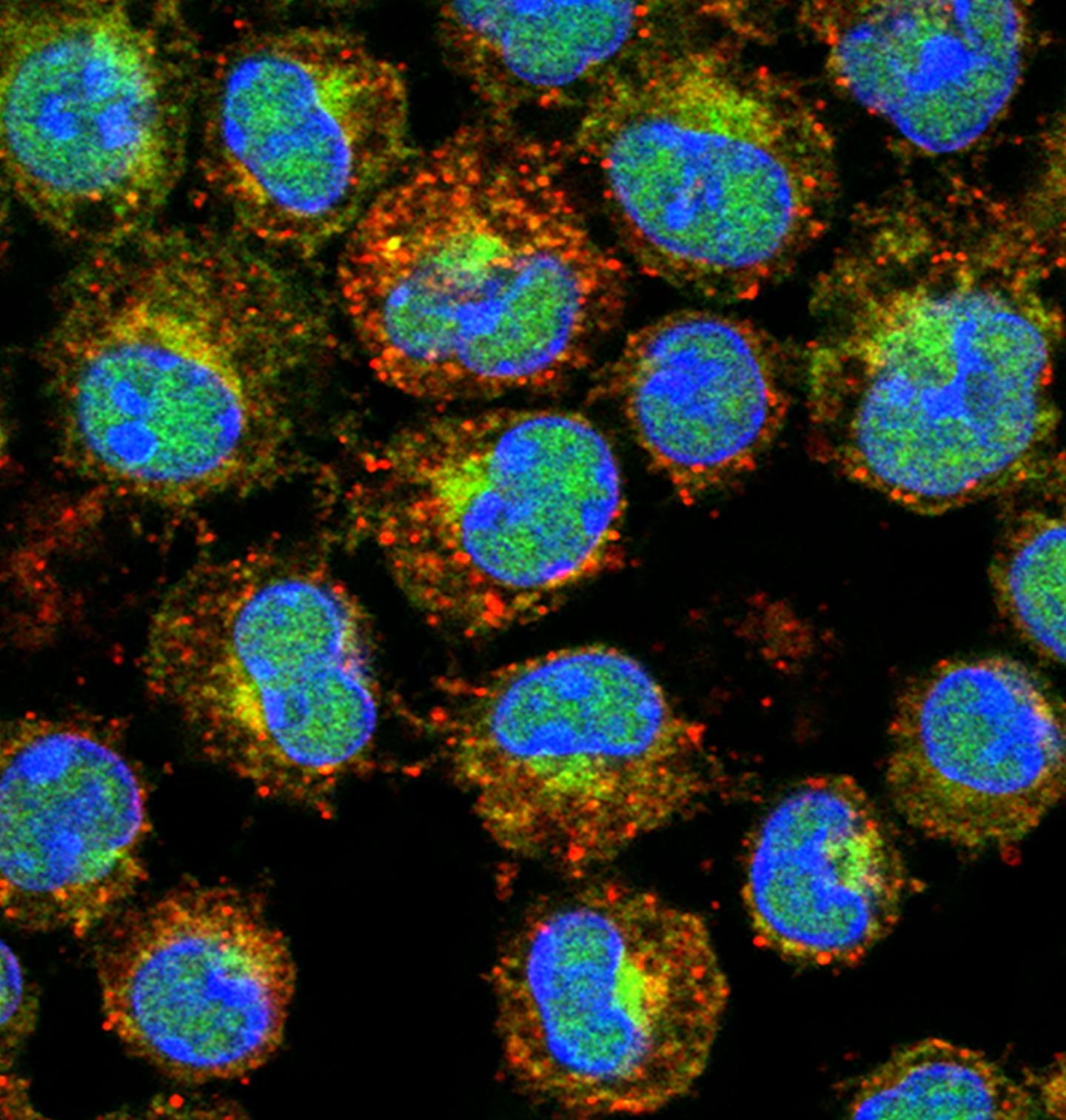 Cell Masses