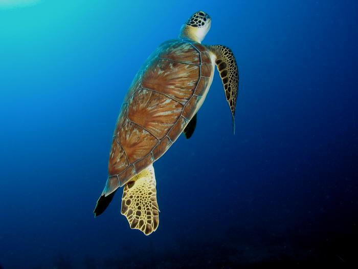 A green turtle comes up for air