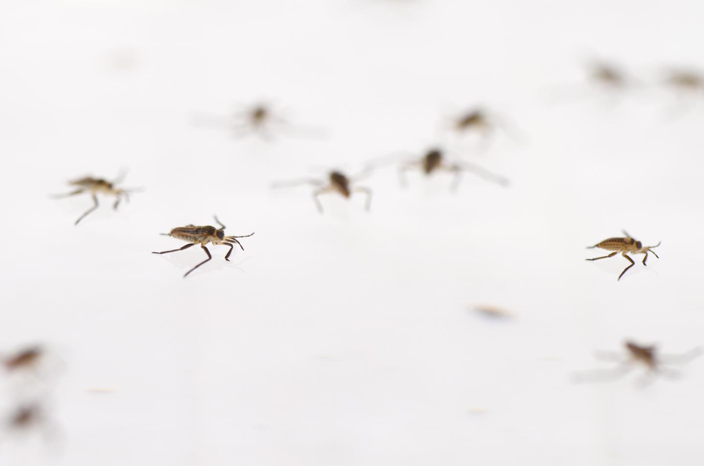 <i>Rhagovelia</i> Walking on Water