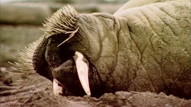 Extinction of Icelandic Walrus Coincides with Norse Settlement