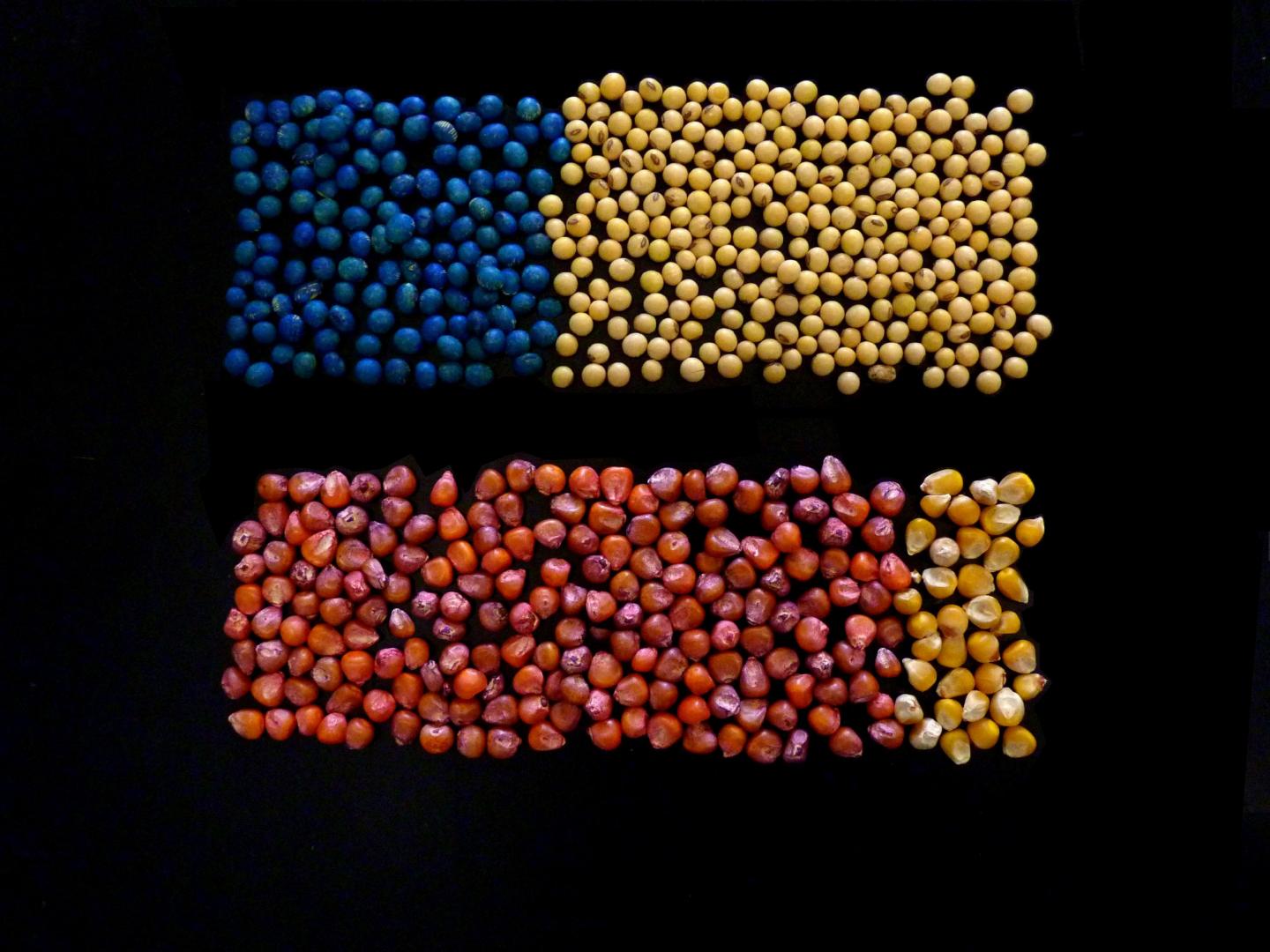 Coated Seeds
