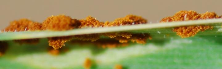 Towards Better Fates for Wheat [IMAGE] | EurekAlert! Science News Releases