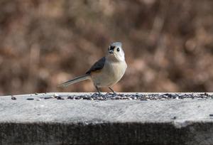 A tufted titmouse