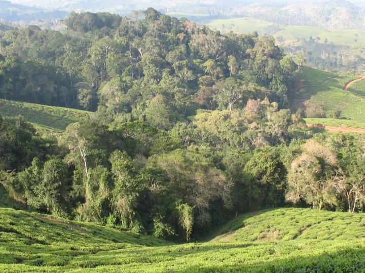 Forest Fragmentation