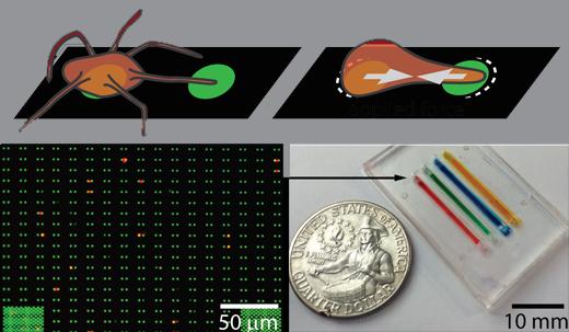 Strength Tests for Platelets