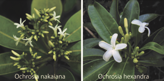 The endemic flowers of the Bonin Islands