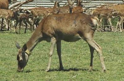 Dominant Deer Hinds Choose the Best Food (2 of 2)