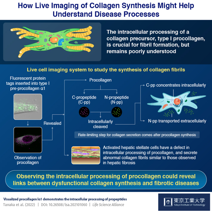 How Live Imaging of Collagen Synthesis Might Help Understand Disease Processe