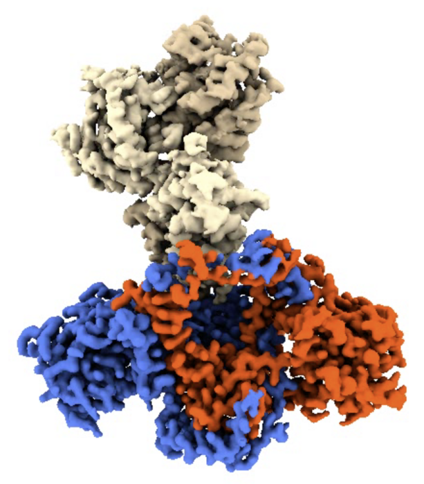 Ku protein complex (red and blue) coupled to viral proteins