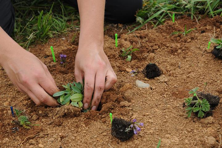 Replanting Alpine Flora