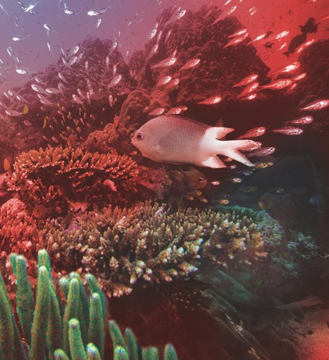 A Spiny Chromis Damselfish