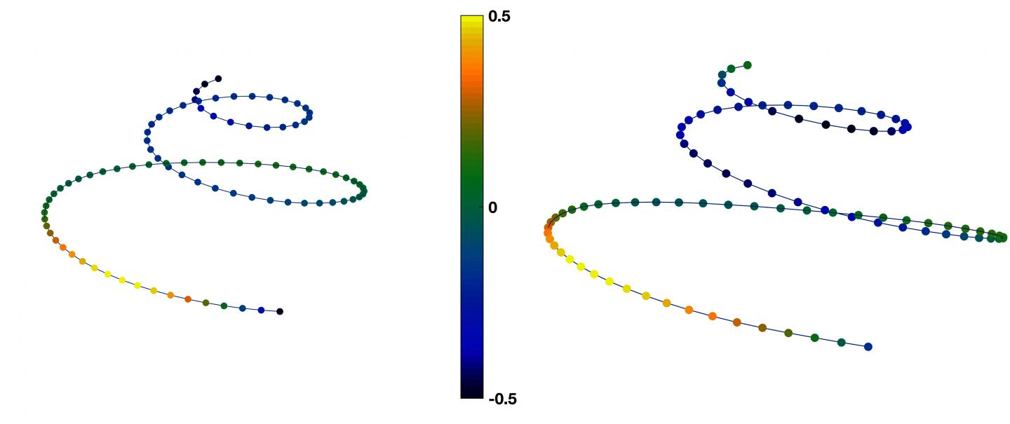 Average Female and Male Shapes for the Cochlear Spiral Curve