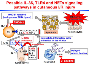 Japanese researchers identify the role of interleukin-36 receptor antagonist in cutaneous ischemia-reperfusion injury