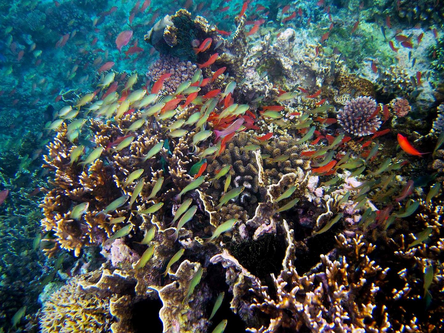Incredible Philippine Reef Diversity