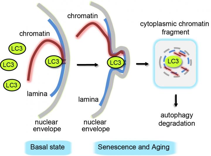 Self-Eating in the Nucleus