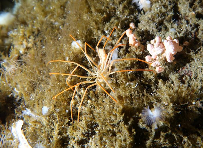 Sea Spider