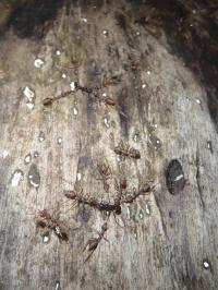 Carnivorous Ants