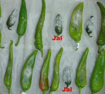 Diseased Chile Peppers