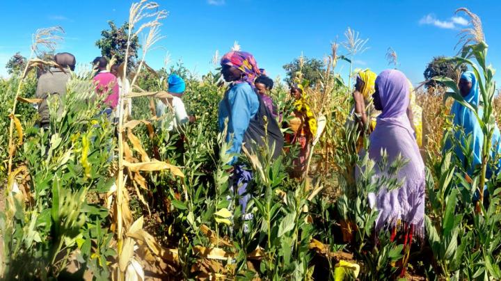 Mentor farmers and agricultural scientists