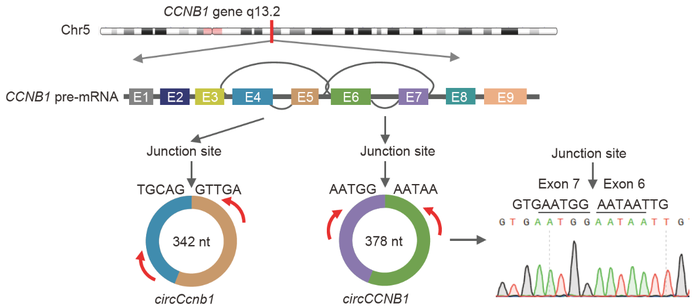 circCCNB1 is back-spliced from exon 6 and 7 of CCNB1