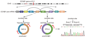 Circular RNA circCCNB1 inhibits the migration and invasion of nasopharyngeal carcinoma through binding and stabilizing TJP1 mRNA - EurekAlert